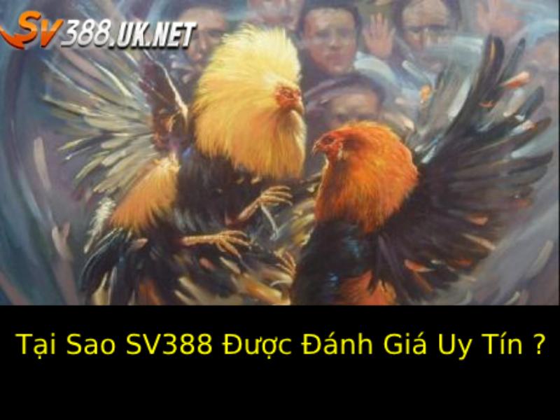 Cá Cược Đá Gà SV388 Uy Tín – Sức Hút Hấp Dẫn Của Sân Chơi Tại Sao SV388 Được Đánh Giá Uy Tín ?
