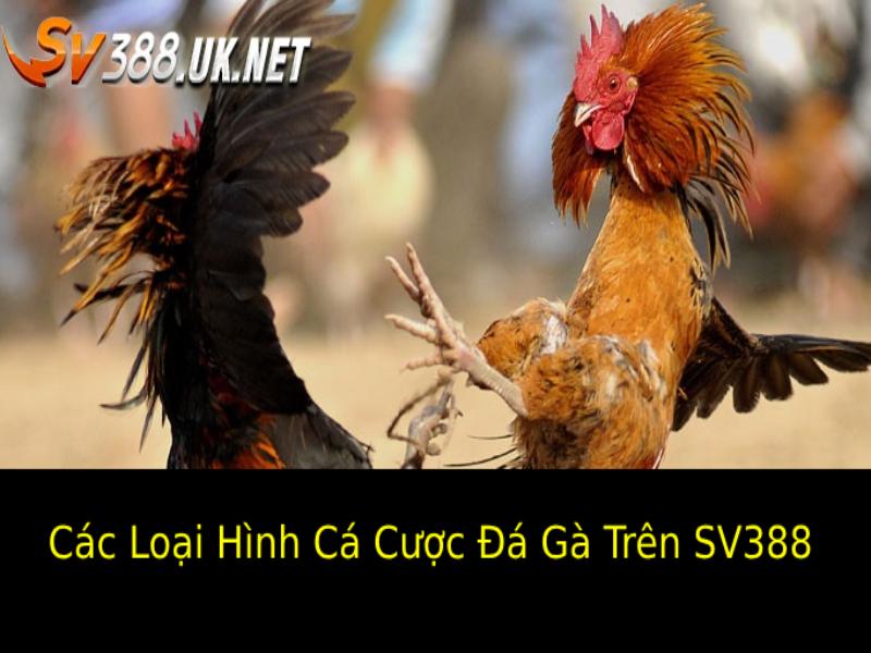 Cá Cược Đá Gà SV388 Uy Tín – Sức Hút Hấp Dẫn Của Sân Chơi Các Loại Hình Cá Cược Đá Gà Trên SV388 Cơ Bản Được Yêu Thích