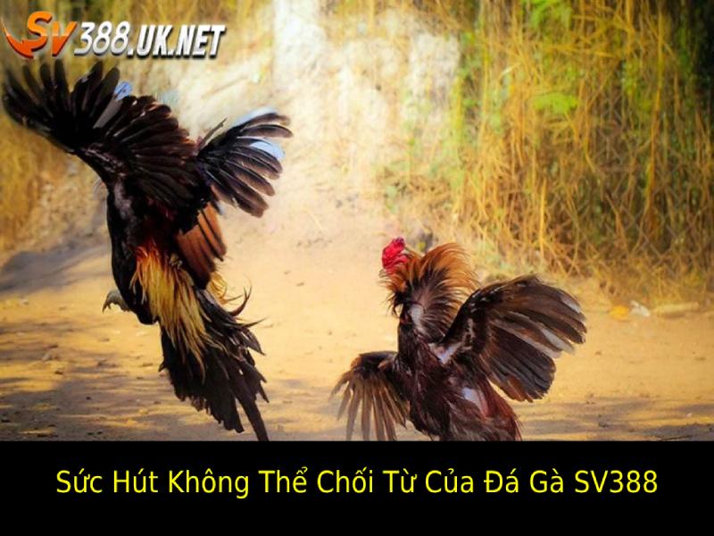 Cá Cược Đá Gà SV388 Uy Tín – Sức Hút Hấp Dẫn Của Sân Chơi Sức Hút Không Thể Chối Từ của Đá Gà SV388