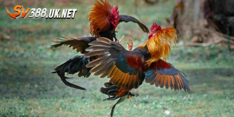 Trực Tiếp Đá Gà Đòn Thomo Các Trận Máu Lửa Chuyên Nghiệp Nhất Các giống gà đòn danh tiếng