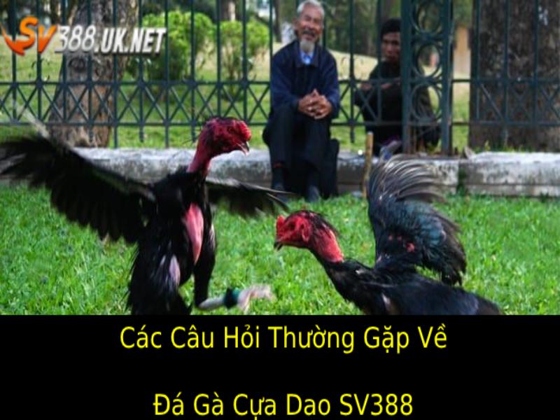 Đá Gà Cựa Dao SV388 – Chiến Kê Tranh Đấu Đỉnh Cao Các câu hỏi thường gặp về Đá gà cựa dao SV388