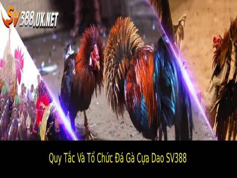 Đá Gà Cựa Dao SV388 – Chiến Kê Tranh Đấu Đỉnh Cao Quy tắc và tổ chức Đá gà cựa dao SV388