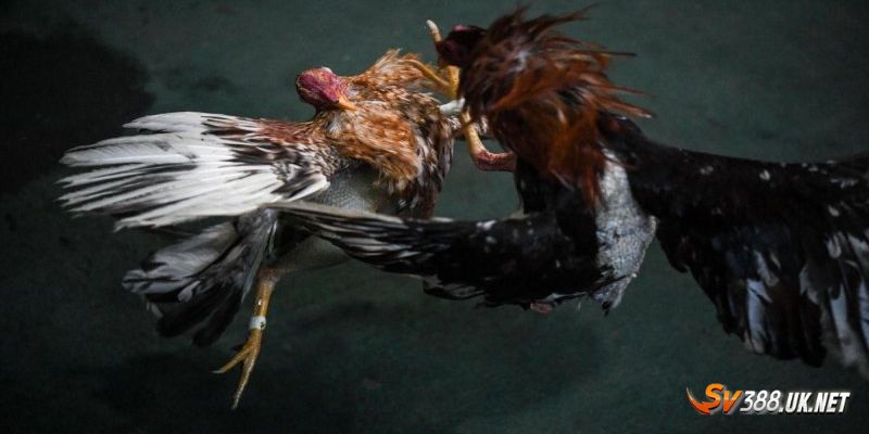 Tất Tần Tật Về Đá Gà Cựa Dao SV388 Cho Những Ai Mới Nhập Môn Tất Tần Tật Về Đá Gà Cựa Dao Cho Những Ai Mới Nhập Môn