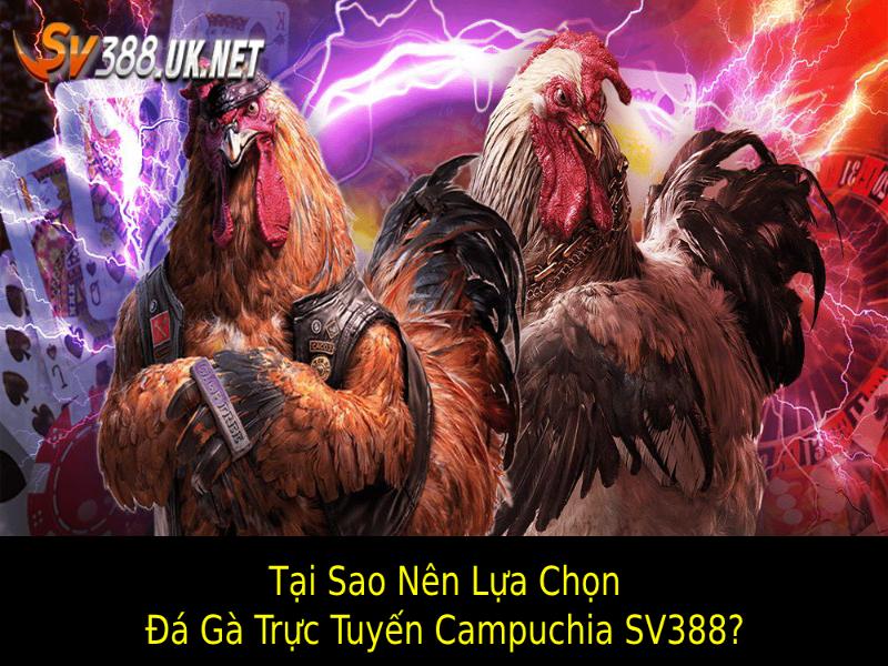 Đá Gà Trực Tuyến Campuchia SV388 – Trận Đấu Giữa Chiến Kê Tại sao nên lựa chọn Đá gà trực tuyến Campuchia SV388?