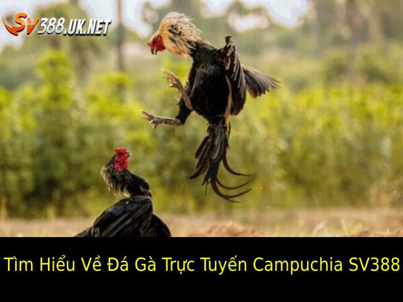 Đá Gà Trực Tuyến Campuchia SV388 – Trận Đấu Giữa Chiến Kê Tìm hiểu về Đá gà trực tuyến Campuchia SV388