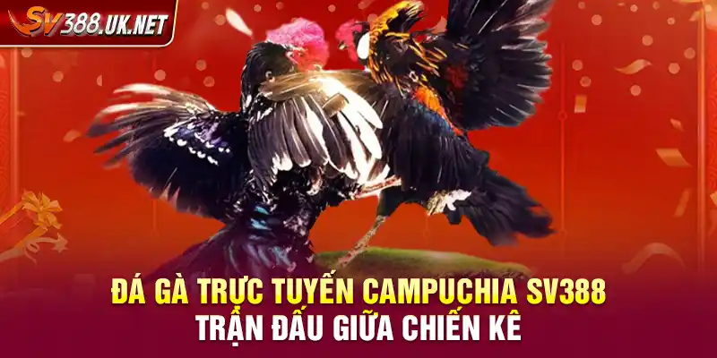 Đá Gà Trực Tuyến Campuchia SV388 – Trận Đấu Giữa Chiến Kê Đá Gà Trực Tuyến Campuchia SV388 – Trận Đấu Giữa Chiến Kê