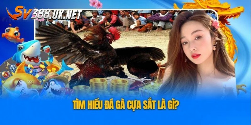 Đôi điều về hình thức đá gà cựa sắt Campuchia