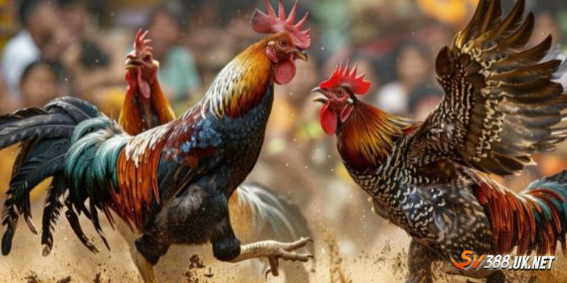 Tất Tần Tật Về Đá Gà Cựa Dao SV388 Cho Những Ai Mới Nhập Môn Tất tần tật luật chơi cho newbie